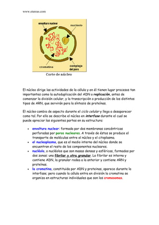 www.etareas.com




El núcleo dirige las actividades de la célula y en él tienen lugar procesos tan
importantes como la autoduplicación del ADN o replicación, antes de
comenzar la división celular, y la transcripción o producción de los distintos
tipos de ARN, que servirán para la síntesis de proteínas.

El núcleo cambia de aspecto durante el ciclo celular y llega a desaparecer
como tal. Por ello se describe el núcleo en interfase durante el cual se
puede apreciar las siguientes partes en su estructura:

   •   envoltura nuclear: formada por dos membranas concéntricas
       perforadas por poros nucleares. A través de éstos se produce el
       transporte de moléculas entre el núcleo y el citoplasma.
   •   el nucleoplasma, que es el medio interno del núcleo donde se
       encuentran el resto de los componentes nucleares.
   •   nucléolo, o nucléolos que son masas densas y esféricas, formados por
       dos zonas: una fibrilar y otra granular. La fibrilar es interna y
       contiene ADN, la granular rodea a la anterior y contiene ARN y
       proteínas.
   •   la cromatina, constituida por ADN y proteinas, aparece durante la
       interfase; pero cuando la célula entra en división la cromatina se
       organiza en estructuras individuales que son los cromosomas.
 