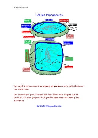 www.etareas.com



                     Células Procariontes




Las células procariontes no poseen un núcleo celular delimitado por
una membrana.

Los organismos procariontes son las células más simples que se
conocen. En este grupo se incluyen las algas azul-verdosas y las
bacterias.

                      Retículo endoplasmático
 