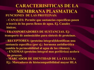 CARACTERISITICAS DE LA
MEMBRANA PLASMATICA
FUNCIONES DE LAS PROTEINAS:
- CANALES: Permite que sustancias específicas pasen
a través de los poros llenos de agua. Ej. Canales
iónicos.
- TRANSPORTADORES DE SUSTANCIAS. Ej:
transporte de aminoácidos para síntesis de proteínas.
- RECEPTORES: (proteína integral)Identifican una
sustancia específica (por ej.: hormona antidiurética
cambia la permeabilidad al agua de los riñones).
- ENZIMAS (proteína integral mas periférica) acelera
un proceso.
- MARCADOR DE IDENTIDAD DE LA CELULA:
Ej.: Marcadores de histocompatibilidad mayor HLA
 