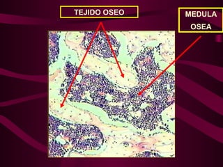 TEJIDO OSEO MEDULA
OSEA
 