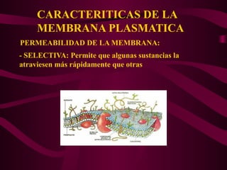CARACTERITICAS DE LA
MEMBRANA PLASMATICA
PERMEABILIDAD DE LA MEMBRANA:
- SELECTIVA: Permite que algunas sustancias la
atraviesen más rápidamente que otras
 