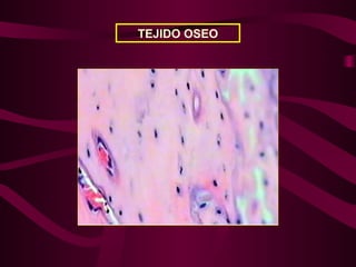 TEJIDO OSEO
 