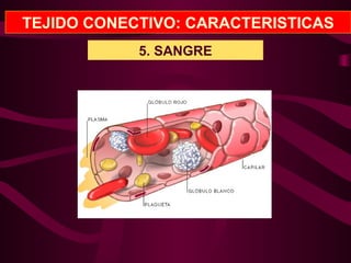 TEJIDO CONECTIVO: CARACTERISTICAS
5. SANGRE
 