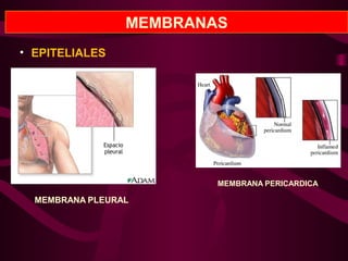 MEMBRANAS
• EPITELIALES
MEMBRANA PLEURAL
MEMBRANA PERICARDICA
 