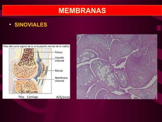 MEMBRANAS
• SINOVIALES
 