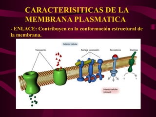 CARACTERISITICAS DE LA
MEMBRANA PLASMATICA
- ENLACE: Contribuyen en la conformación estructural de
la membrana.
 