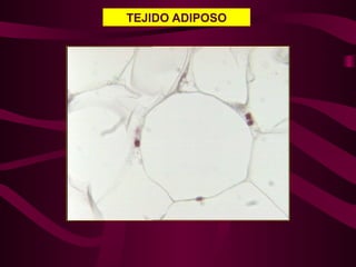 TEJIDO ADIPOSO
 