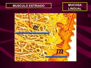 MUSCULO ESTRIADO MUCOSA
LINGUAL
 
