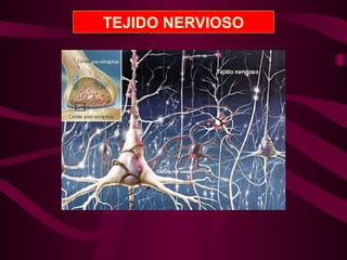 TEJIDO NERVIOSO
 