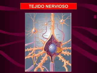 TEJIDO NERVIOSO
 