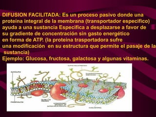 DIFUSION FACILITADA: Es un proceso pasivo donde una
proteína integral de la membrana (transportador especifico)
ayuda a una sustancia Especifica a desplazarse a favor de
su gradiente de concentración sin gasto energético
en forma de ATP. (la proteina trasportadora sufre
una modificación en su estructura que permite el pasaje de la
sustancia)
Ejemplo: Glucosa, fructosa, galactosa y algunas vitaminas.
 