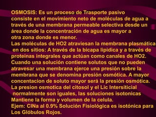 OSMOSIS: Es un proceso de Trasporte pasivo
consiste en el movimiento neto de moléculas de agua a
través de una membrana permeable selectiva desde un
área donde la concentración de agua es mayor a
otra zona donde es menor.
Las moléculas de HO2 atraviesan la membrana plasmática
en dos sitios: A través de la bicapa lipidica y a través de
proteínas integrales que actúan como canales de HO2.
Cuando una solución contiene solutos que no pueden
atravesar una membrana ejerce una presión sobre la
membrana que se denomina presión osmótica. A mayor
concentacion de soluto mayor será la presión osmótica.
La presion osmotica del citosol y el Lic Intersiticial
normalmente son iguales, las soluciones isotonicas
Mantiene la forma y volumen de la celula.
Ejem: ClNa al 0.9% Solución Fisiológica es isotónica para
Los Glóbulos Rojos.
 