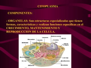 CITOPLASMA
COMPONENTES:
- ORGANELAS: Son estructuras especializadas que tienen
formas, características y realizan funciones específicas en el
CRECIMIENTO, MANTENIMIENTO Y
REPRODUCCION DE LA CELULA.
 