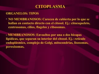 CITOPLASMA
ORGANELOS: TIPOS
- NO MEMBRANOSOS: Carecen de cubierta por lo que se
hallan en contacto directo con el citosol. Ej.: citoesqueleto,
centrosomas, cilios, flagelos y ribosomas.
- MEMBRANOSOS: Envueltos por una o dos bicapas
lipídicas, que separan su interior del citosol. Ej.: retículo
endoplásmico, complejo de Golgi, mitocondrias, lisosomas,
peroxisomas,
 