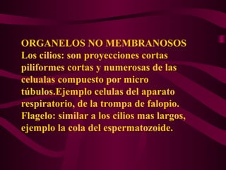 ORGANELOS NO MEMBRANOSOS
Los cilios: son proyecciones cortas
piliformes cortas y numerosas de las
celualas compuesto por micro
túbulos.Ejemplo celulas del aparato
respiratorio, de la trompa de falopio.
Flagelo: similar a los cilios mas largos,
ejemplo la cola del espermatozoide.
 
