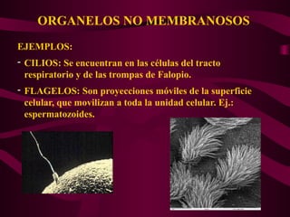 ORGANELOS NO MEMBRANOSOS
EJEMPLOS:
- CILIOS: Se encuentran en las células del tracto
respiratorio y de las trompas de Falopio.
- FLAGELOS: Son proyecciones móviles de la superficie
celular, que movilizan a toda la unidad celular. Ej.:
espermatozoides.
 