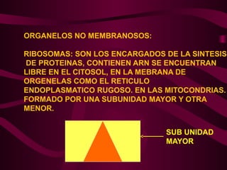 ORGANELOS NO MEMBRANOSOS:
RIBOSOMAS: SON LOS ENCARGADOS DE LA SINTESIS
DE PROTEINAS, CONTIENEN ARN SE ENCUENTRAN
LIBRE EN EL CITOSOL, EN LA MEBRANA DE
ORGENELAS COMO EL RETICULO
ENDOPLASMATICO RUGOSO. EN LAS MITOCONDRIAS.
FORMADO POR UNA SUBUNIDAD MAYOR Y OTRA
MENOR.
SUB UNIDAD
MAYOR
 