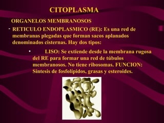 CITOPLASMA
ORGANELOS MEMBRANOSOS
- RETICULO ENDOPLASMICO (RE): Es una red de
membranas plegadas que forman sacos aplanados
denominados cisternas. Hay dos tipos:
●
LISO: Se extiende desde la membrana rugosa
del RE para formar una red de túbulos
membranosos. No tiene ribosomas. FUNCION:
Síntesis de fosfolípidos, grasas y esteroides.
 
