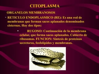 CITOPLASMA
ORGANELOS MEMBRANOSOS
- RETICULO ENDOPLASMICO (RE): Es una red de
membranas que forman sacos aplanados denominados
cisternas. Hay dos tipos:
●
RUGOSO: Continuación de la membrana
celular, que forma sacos aplanados. Cubierto de
ribosomas. FUNCION: Síntesis de proteínas
secretoras, fosfolípidos y membranas.
 