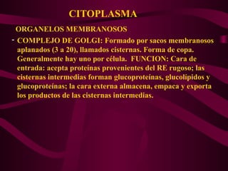 CITOPLASMA
ORGANELOS MEMBRANOSOS
- COMPLEJO DE GOLGI: Formado por sacos membranosos
aplanados (3 a 20), llamados cisternas. Forma de copa.
Generalmente hay uno por célula. FUNCION: Cara de
entrada: acepta proteínas provenientes del RE rugoso; las
cisternas intermedias forman glucoproteínas, glucolípidos y
glucoproteínas; la cara externa almacena, empaca y exporta
los productos de las cisternas intermedias.
 