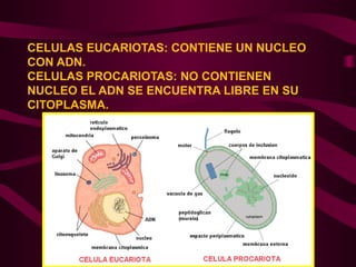CELULAS EUCARIOTAS: CONTIENE UN NUCLEO
CON ADN.
CELULAS PROCARIOTAS: NO CONTIENEN
NUCLEO EL ADN SE ENCUENTRA LIBRE EN SU
CITOPLASMA.
 