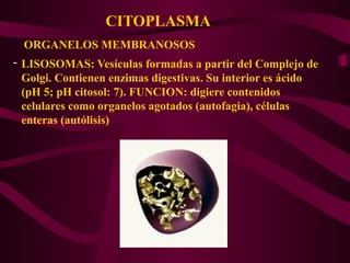 CITOPLASMA
ORGANELOS MEMBRANOSOS
- LISOSOMAS: Vesículas formadas a partir del Complejo de
Golgi. Contienen enzimas digestivas. Su interior es ácido
(pH 5; pH citosol: 7). FUNCION: digiere contenidos
celulares como organelos agotados (autofagia), células
enteras (autólisis)
 