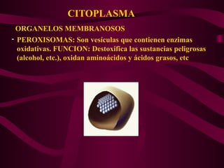 CITOPLASMA
ORGANELOS MEMBRANOSOS
- PEROXISOMAS: Son vesículas que contienen enzimas
oxidativas. FUNCION: Destoxifica las sustancias peligrosas
(alcohol, etc.), oxidan aminoácidos y ácidos grasos, etc
 