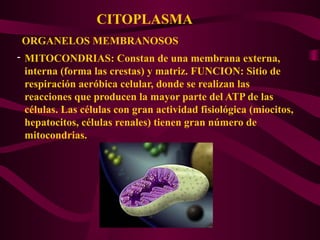 CITOPLASMA
ORGANELOS MEMBRANOSOS
- MITOCONDRIAS: Constan de una membrana externa,
interna (forma las crestas) y matriz. FUNCION: Sitio de
respiración aeróbica celular, donde se realizan las
reacciones que producen la mayor parte del ATP de las
células. Las células con gran actividad fisiológica (miocitos,
hepatocitos, células renales) tienen gran número de
mitocondrias.
 