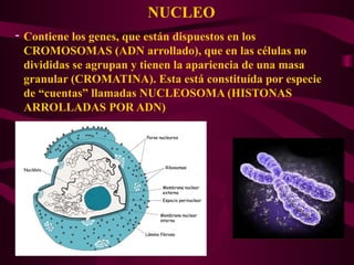 NUCLEO
- Contiene los genes, que están dispuestos en los
CROMOSOMAS (ADN arrollado), que en las células no
divididas se agrupan y tienen la apariencia de una masa
granular (CROMATINA). Esta está constituída por especie
de “cuentas” llamadas NUCLEOSOMA (HISTONAS
ARROLLADAS POR ADN)
 