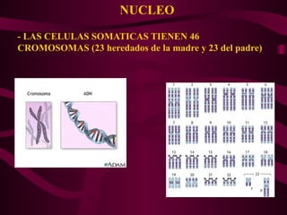 NUCLEO
- LAS CELULAS SOMATICAS TIENEN 46
CROMOSOMAS (23 heredados de la madre y 23 del padre)
 