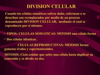 DIVISION CELULAR
Cuando las células somáticas sufren daño, enferman o se
desechan son reemplazadas por medio de un proceso
denominado DIVISION CELULAR, mediante el cual se
reproducen por sí mismas.
- TIPOS: CELULAS SOMATICAS: MITOSIS una célula forma
- Dos células idénticas.
CELULAS REPRODUCTIVAS: MEIOSIS forma
gametas óvulos y espermatozoides.
MITOSIS: Ciclo celular que sufre una célula hasta duplicar su
contenido y se divide en dos.
 