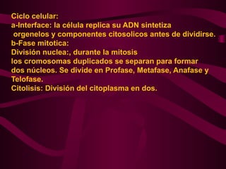 Ciclo celular:
a-Interface: la célula replica su ADN sintetiza
orgenelos y componentes citosolicos antes de dividirse.
b-Fase mitotica:
División nuclea:, durante la mitosis
los cromosomas duplicados se separan para formar
dos núcleos. Se divide en Profase, Metafase, Anafase y
Telofase.
Citolisis: División del citoplasma en dos.
 