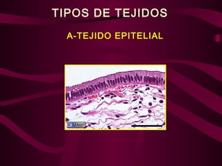 TIPOS DE TEJIDOS
A-TEJIDO EPITELIAL
 