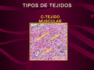 TIPOS DE TEJIDOS
C-TEJIDO
MUSCULAR
 