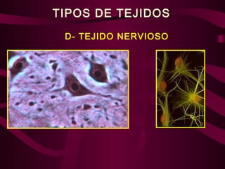 TIPOS DE TEJIDOS
D- TEJIDO NERVIOSO
 