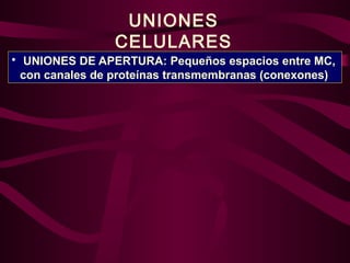 UNIONES
CELULARES
• UNIONES DE APERTURA: Pequeños espacios entre MC,
con canales de proteínas transmembranas (conexones)
 