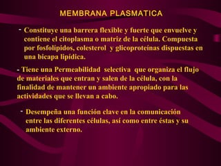 MEMBRANA PLASMATICA
- Constituye una barrera flexible y fuerte que envuelve y
contiene el citoplasma o matriz de la célula. Compuesta
por fosfolípidos, colesterol y glicoproteínas dispuestas en
una bicapa lipídica.
- Tiene una Permeabilidad selectiva que organiza el flujo
de materiales que entran y salen de la célula, con la
finalidad de mantener un ambiente apropiado para las
actividades que se llevan a cabo.
- Desempeña una función clave en la comunicación
entre las diferentes células, así como entre éstas y su
ambiente externo.
 