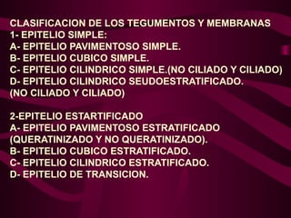 CLASIFICACION DE LOS TEGUMENTOS Y MEMBRANAS
1- EPITELIO SIMPLE:
A- EPITELIO PAVIMENTOSO SIMPLE.
B- EPITELIO CUBICO SIMPLE.
C- EPITELIO CILINDRICO SIMPLE.(NO CILIADO Y CILIADO)
D- EPITELIO CILINDRICO SEUDOESTRATIFICADO.
(NO CILIADO Y CILIADO)
2-EPITELIO ESTARTIFICADO
A- EPITELIO PAVIMENTOSO ESTRATIFICADO
(QUERATINIZADO Y NO QUERATINIZADO).
B- EPITELIO CUBICO ESTRATIFICADO.
C- EPITELIO CILINDRICO ESTRATIFICADO.
D- EPITELIO DE TRANSICION.
 