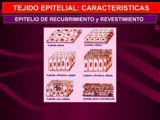 TEJIDO EPITELIAL: CARACTERISTICAS
EPITELIO DE RECUBRIMIENTO y REVESTIMIENTO
 