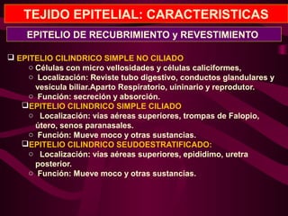 TEJIDO EPITELIAL: CARACTERISTICAS
 EPITELIO CILINDRICO SIMPLE NO CILIADO
o Células con micro vellosidades y células caliciformes,
o Localización: Reviste tubo digestivo, conductos glandulares y
vesícula biliar.Aparto Respiratorio, uininario y reprodutor.
o Función: secreción y absorción.
EPITELIO CILINDRICO SIMPLE CILIADO
o Localización: vías aéreas superiores, trompas de Falopio,
útero, senos paranasales.
o Función: Mueve moco y otras sustancias.
EPITELIO CILINDRICO SEUDOESTRATIFICADO:
o Localización: vías aéreas superiores, epididimo, uretra
posterior.
o Función: Mueve moco y otras sustancias.
EPITELIO DE RECUBRIMIENTO y REVESTIMIENTO
 
