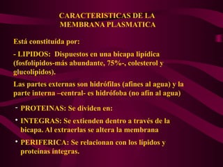 CARACTERISTICAS DE LA
MEMBRANA PLASMATICA
Está constituída por:
- LIPIDOS: Dispuestos en una bicapa lipídica
(fosfolípidos-más abundante, 75%-, colesterol y
glucolípidos).
Las partes externas son hidrófilas (afines al agua) y la
parte interna –central- es hidrófoba (no afín al agua)
- PROTEINAS: Se dividen en:
• INTEGRAS: Se extienden dentro a través de la
bicapa. Al extraerlas se altera la membrana
• PERIFERICA: Se relacionan con los lípidos y
proteínas íntegras.
 