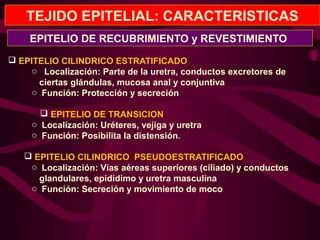 TEJIDO EPITELIAL: CARACTERISTICAS
 EPITELIO CILINDRICO ESTRATIFICADO
o Localización: Parte de la uretra, conductos excretores de
ciertas glándulas, mucosa anal y conjuntiva
o Función: Protección y secreción
 EPITELIO DE TRANSICION
o Localización: Uréteres, vejiga y uretra
o Función: Posibilita la distensión.
 EPITELIO CILINDRICO PSEUDOESTRATIFICADO
o Localización: Vías aéreas superiores (ciliado) y conductos
glandulares, epidídimo y uretra masculina
o Función: Secreción y movimiento de moco
EPITELIO DE RECUBRIMIENTO y REVESTIMIENTO
 