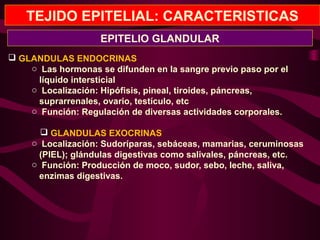 TEJIDO EPITELIAL: CARACTERISTICAS
 GLANDULAS ENDOCRINAS
o Las hormonas se difunden en la sangre previo paso por el
líquido intersticial
o Localización: Hipófisis, pineal, tiroides, páncreas,
suprarrenales, ovario, testículo, etc
o Función: Regulación de diversas actividades corporales.
 GLANDULAS EXOCRINAS
o Localización: Sudoríparas, sebáceas, mamarias, ceruminosas
(PIEL); glándulas digestivas como salivales, páncreas, etc.
o Función: Producción de moco, sudor, sebo, leche, saliva,
enzimas digestivas.
EPITELIO GLANDULAR
 