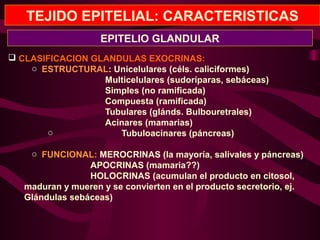 TEJIDO EPITELIAL: CARACTERISTICAS
 CLASIFICACION GLANDULAS EXOCRINAS:
o ESTRUCTURAL: Unicelulares (céls. caliciformes)
Multicelulares (sudoríparas, sebáceas)
Simples (no ramificada)
Compuesta (ramificada)
Tubulares (glánds. Bulbouretrales)
Acinares (mamarias)
o Tubuloacinares (páncreas)
o FUNCIONAL: MEROCRINAS (la mayoría, salivales y páncreas)
APOCRINAS (mamaria??)
HOLOCRINAS (acumulan el producto en citosol,
maduran y mueren y se convierten en el producto secretorio, ej.
Glándulas sebáceas)
EPITELIO GLANDULAR
 