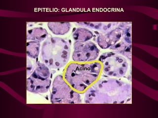 EPITELIO: GLANDULA ENDOCRINA
 