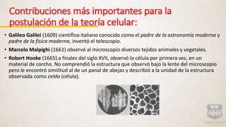 Contribuciones más importantes para la
postulación de la teoría celular:
• Galileo Galilei (1609) científico italiano conocido como el padre de la astronomía moderna y
padre de la física moderna, inventó el telescopio.
• Marcelo Malpighi (1661) observó al microscopio diversos tejidos animales y vegetales.
• Robert Hooke (1665) a finales del siglo XVII, observó la célula por primera vez, en un
material de corcho. No comprendió la estructura que observó bajo la lente del microscopio
pero le encontró similitud al de un panal de abejas y describió a la unidad de la estructura
observada como celda (célula).
 