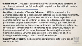 • Robert Brown (1773.1858) denominó núcleo a una estructura constante en
sus observaciones microscópicas de tejido vegetal, nombre utilizado hasta la
actualidad.
• Matthias j. Schleiden y Theodor Schwann (1839) Formularon los dos
primeros postulados de la teoría celular. Botánico y zoólogo, respectivamente,
ambos de origen alemán, gracias a sus estudios en células vegetales y
animales, lograron que se sentaran las bases de la teoría celular, cada uno a
partir de sus propias observaciones. Schleiden concluye que la célula es el
componente principal de los vegetales y Schwann manifiesta por su lado que
la célula es el componente más importante de los seres vivos, después de
haber observado el núcleo y membranas celulares en tejidos animales.
Cuando Schleiden y Schwnan propusieron la teoría celular en 1839, la
investigación de la biología celular cambió para siempre.
• Rudolf Virchow (1858); médico alemán complementó esta teoría con el
tercer postulado.
 