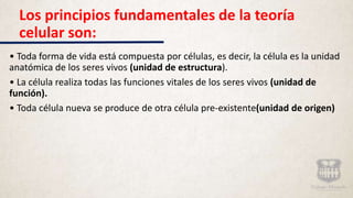 Los principios fundamentales de la teoría
celular son:
• Toda forma de vida está compuesta por células, es decir, la célula es la unidad
anatómica de los seres vivos (unidad de estructura).
• La célula realiza todas las funciones vitales de los seres vivos (unidad de
función).
• Toda célula nueva se produce de otra célula pre-existente(unidad de origen)
 