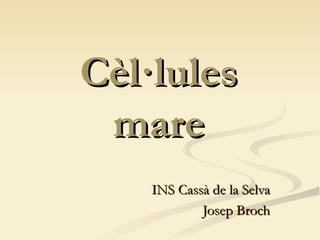 Cèl·lules
 mare
    INS Cassà de la Selva
            Josep Broch
 