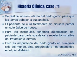 Historia Clínica, caso #1Se realiza incisión interna del dedo gordo para que las larvas trabajen a sus anchas. El paciente se cura totalmente sin siquiera perder un solo ápice de hueso.Para los incrédulos, tenemos autorización del paciente para darle sus datos y revelar lo increíble del tratamiento larvario.  Esto es amputación del dedo gordo en cualquier sitio del mundo, sino, pregúntele a  los entendidos en el pie  diabético. Dr. VINCENT,  M.D